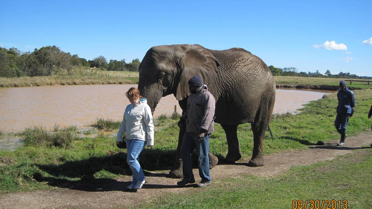 Promenade et alimentation des éléphants à Plettenberg Bay