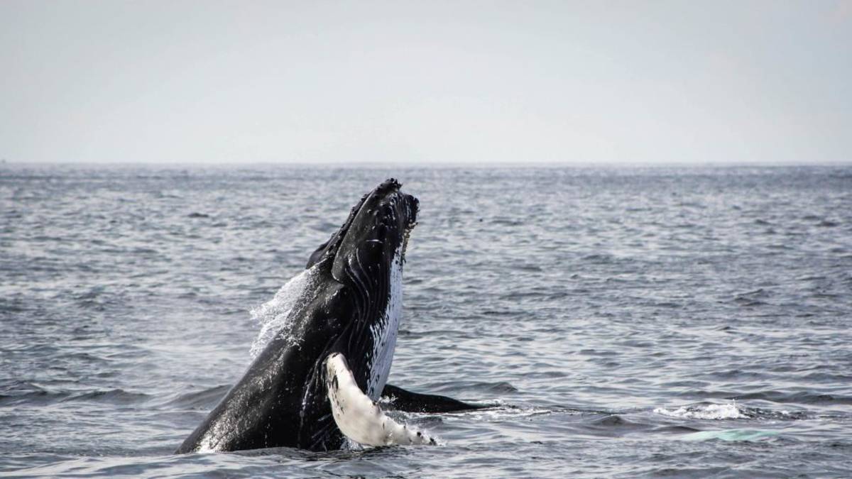 Observation des baleines à Hermanus – voyage aller-retour du Cap