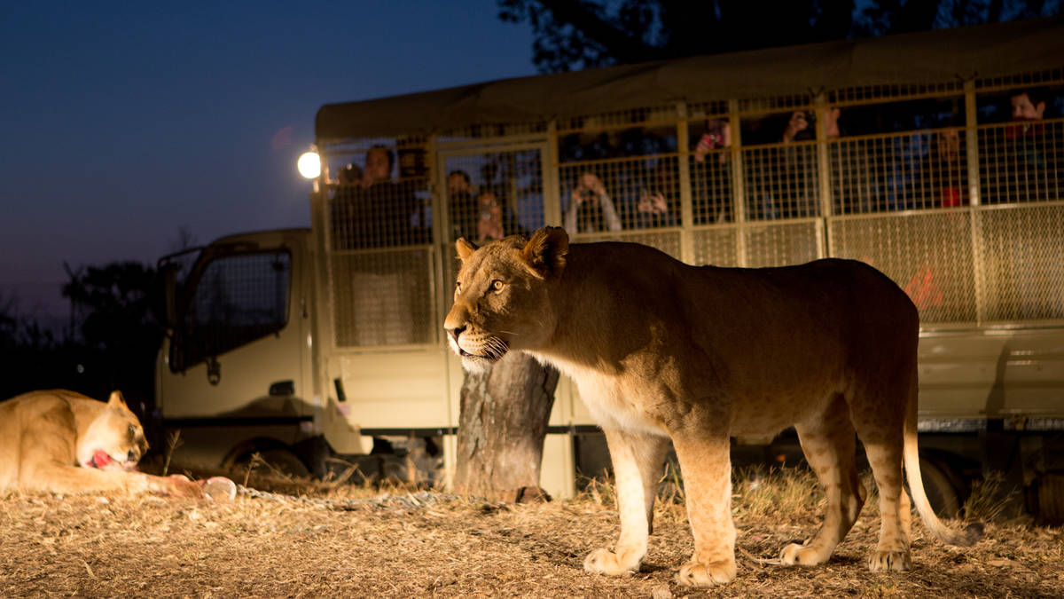Mini safari de 2 heures avec alimentation supplémentaire du lion à Broederstroom