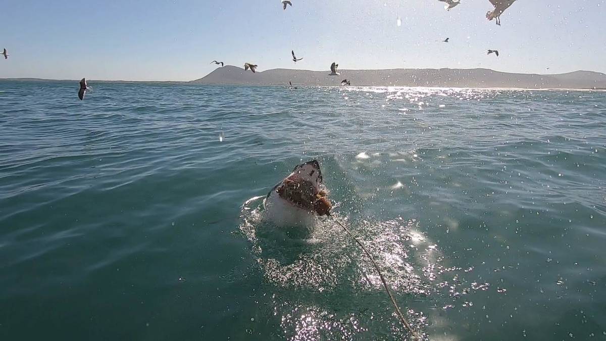 Plongée en cage avec les requins à Van Dyk’s Bay (transfert aller-retour du Cap)
